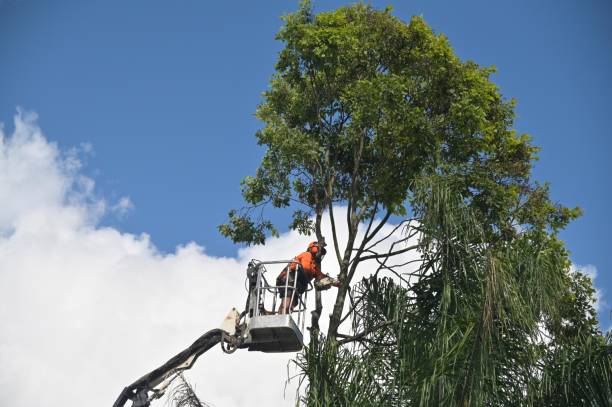 Trusted Lewiston, ME Tree Care Experts