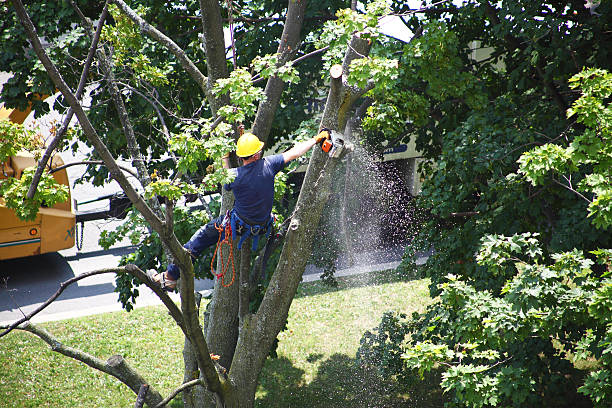Best Lawn Renovation and Restoration  in Lewiston, ME